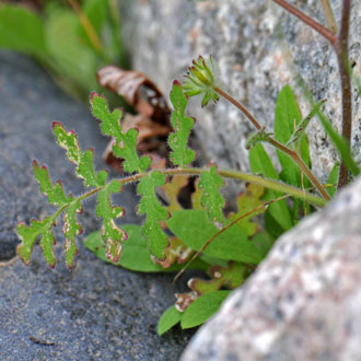 Distant Phacelia leaves are noticeably hairy. Distant Phacelia is also called Caterpillar Phacelia, Distant Scorpion-weed and Wild Heliotrope. Species prefer elevations from 1,000 to 4,000 feet. Phacelia distans